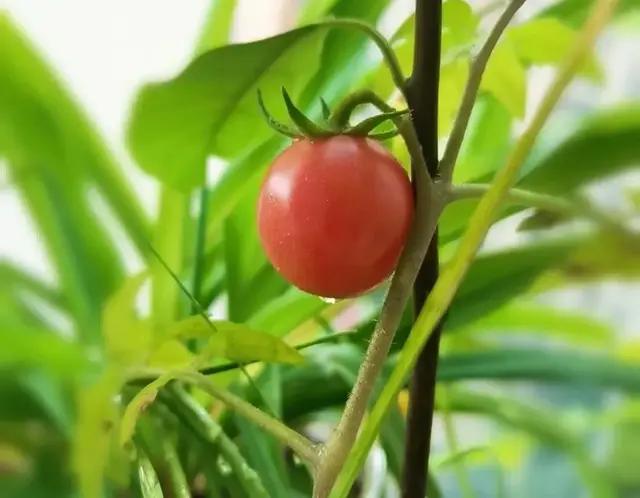 孤独是生命的后花园：只有在独处中才能聆听到时光的回响