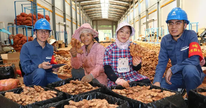 同样是小黄姜！屏边凭啥从公斤卖到克计价，身价直接翻十倍？