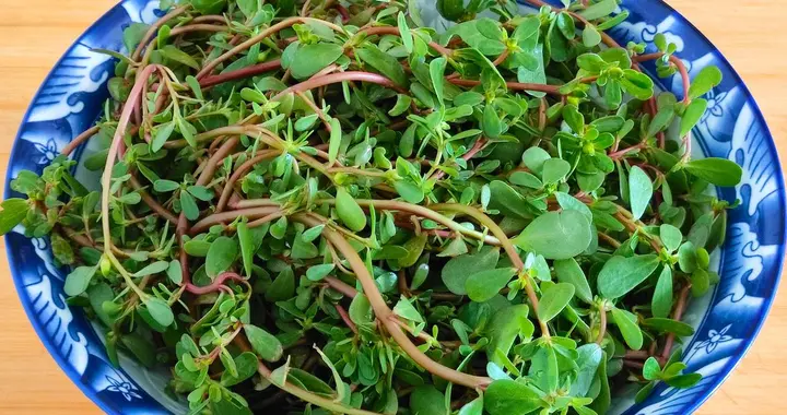 马齿苋再次被关注！研究发现：吃得越多，糖尿病血管或越干净？