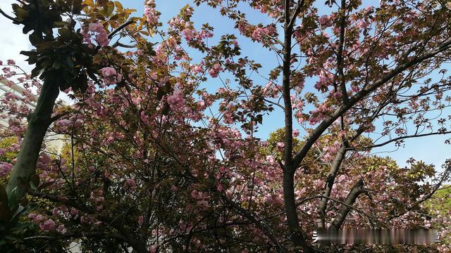 逆流而上的小顽童：爱怼人但事情做的女生