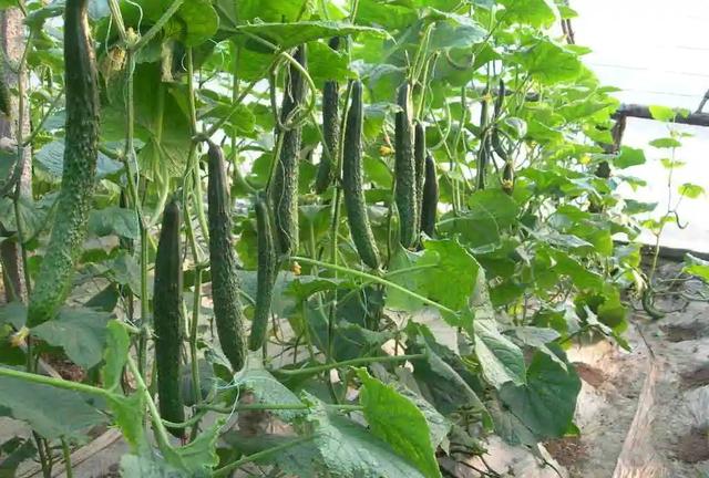 4种黄瓜不要买，都打了激素，教你4招识别问题黄瓜，关键看这里