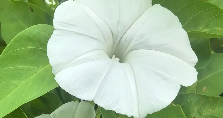 散步偶遇大白花，问了十一个人，竟有十二个人认不出！