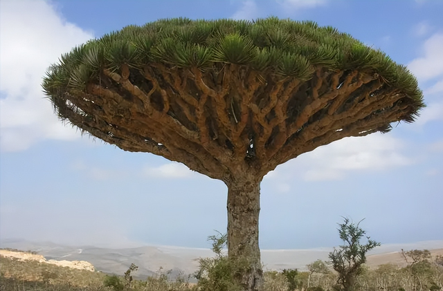 消失了96年，国家植物园再次拍到“大戟龙血树”，它又出现了