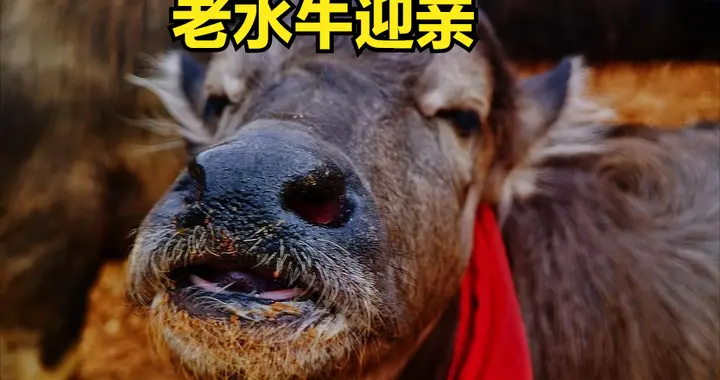 灌云东北乡往事（140）老水牛迎亲