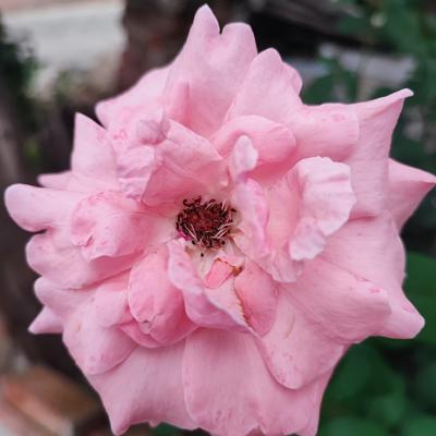 惜缘5h8f：没事别瞎嘚嘚 侄媳妇回娘家