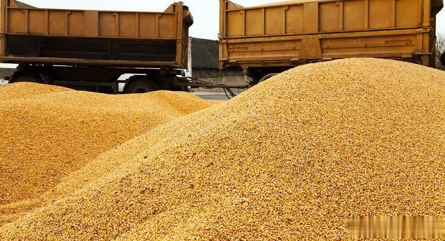 玉米价格需要调整了，不可能永远上涨，投资者可逢低介入