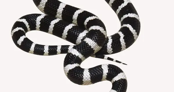 生肖运势-巳蛇（11月6日）