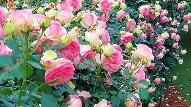 墨琴：今天读到这样一段话值得深思，更值得