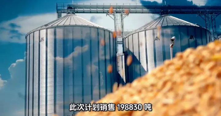 2026年最低价小麦第一拍成交率过半