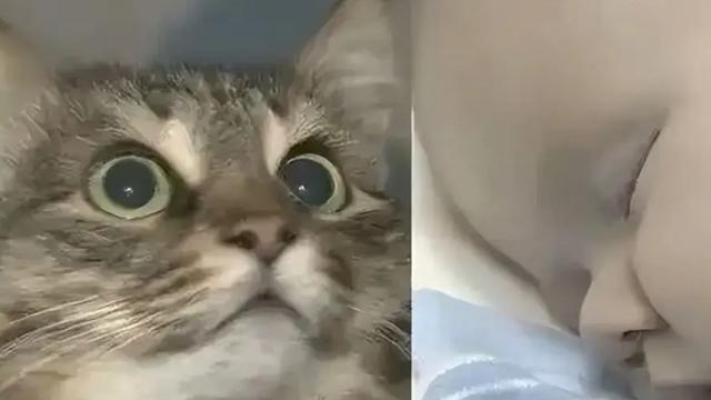 浅夏微光：俄罗斯一只流浪猫火遍全球，连央