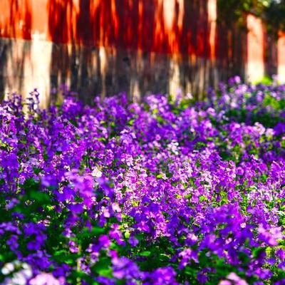 海珍娱乐：天坛公园迎来北京市区最大二月兰