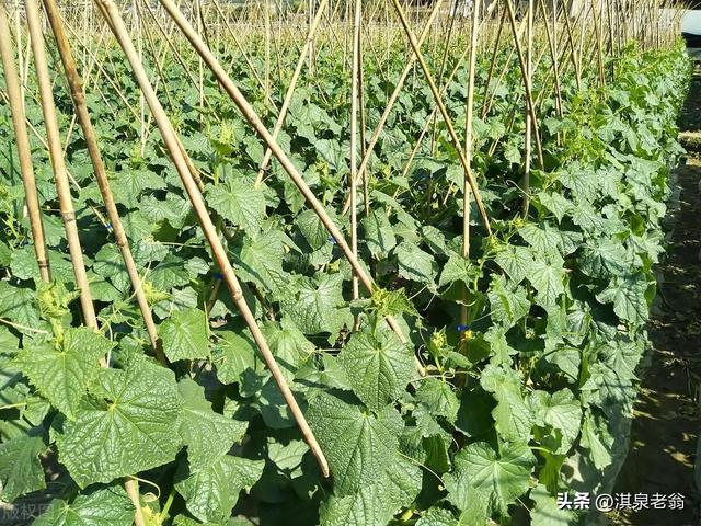 露地黄瓜上架后抓好五项管理措施，才能结瓜多