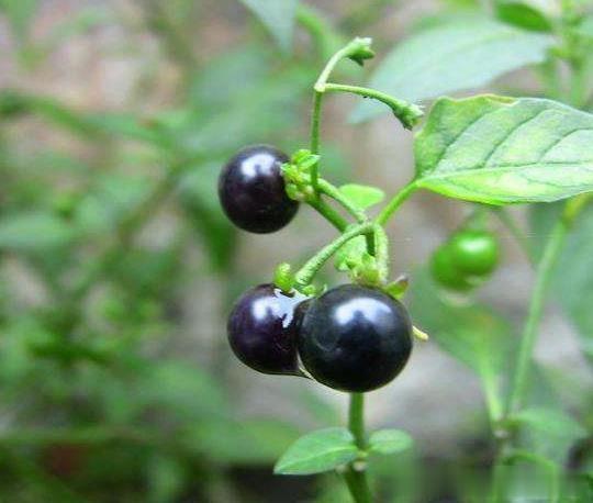 中药龙葵：药食同源，可治癌痛！