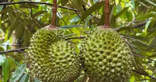 你会购买国产榴莲吗