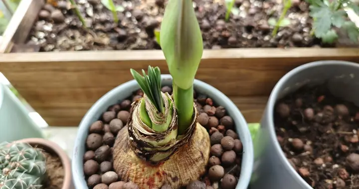 唐菖蒲球茎常见病害及防治