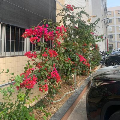 美眉爱车：不必张扬，也不必喧哗 你只是顺