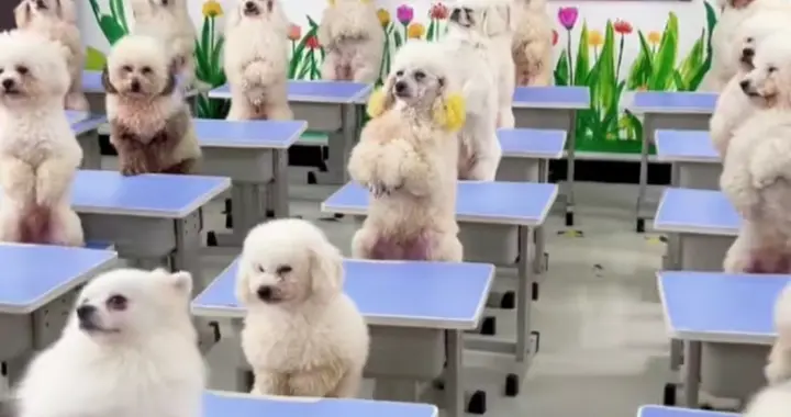 活久见！上海狗狗上幼稚园，单日98元起，幼师带队还管下午茶