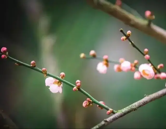 人生后半辈子，多接触大自然，少与人纠缠，做一个纯碎的人