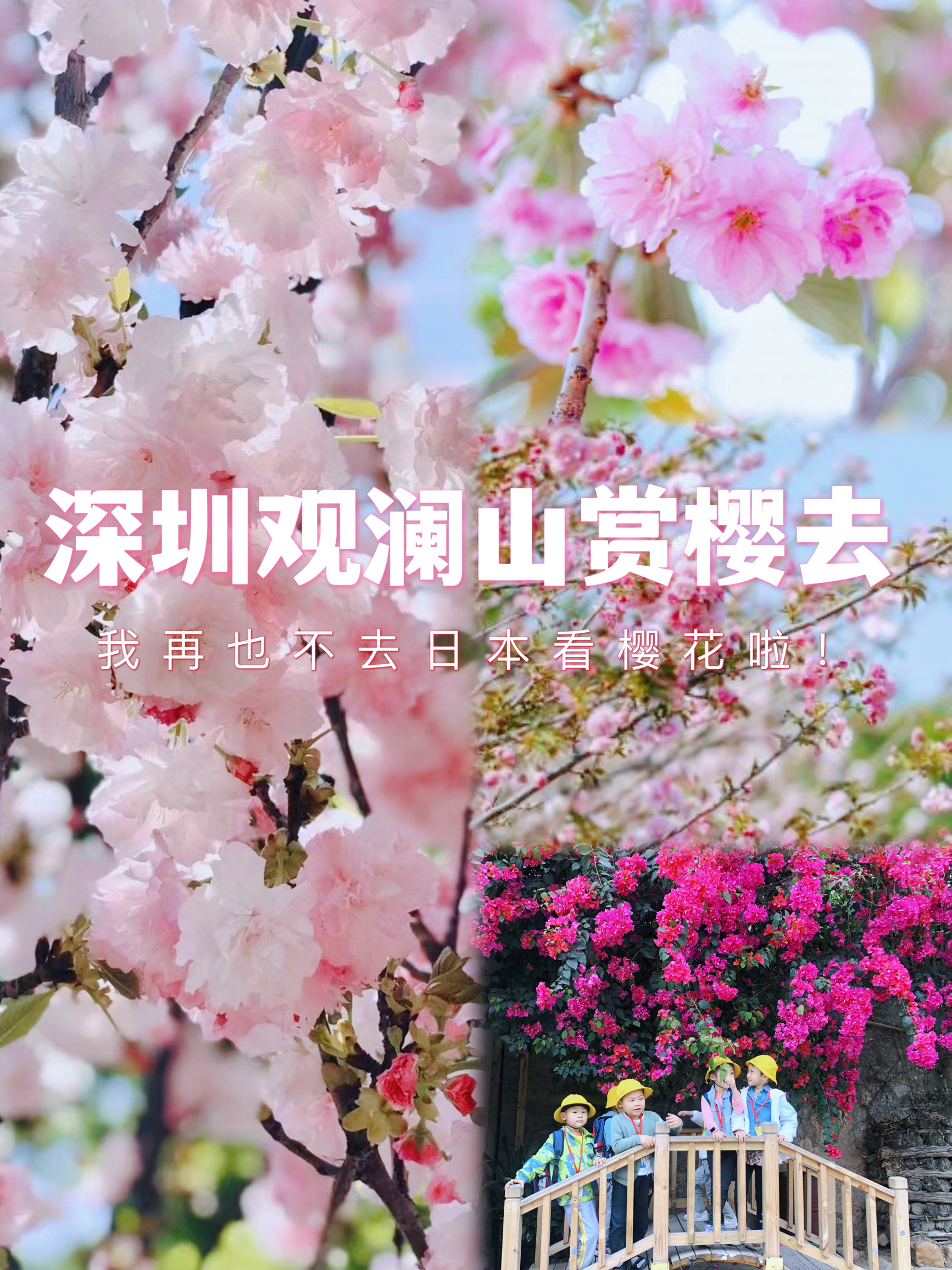 再也不去日本看樱花啦！深圳观澜山赏樱去！