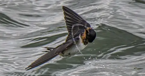 散文：燕子哪能跟着大雁飞？