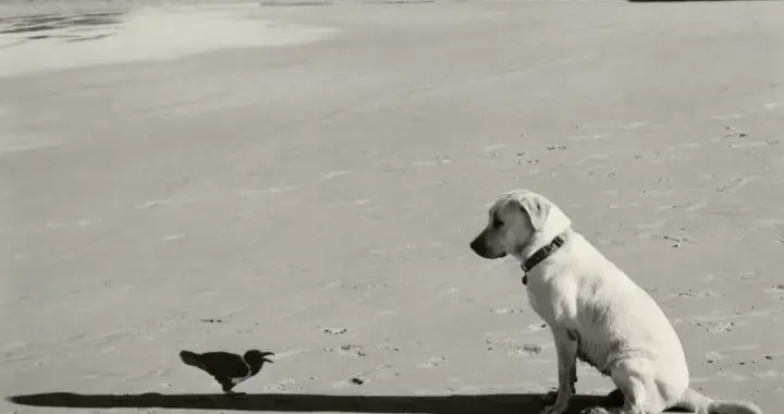 华莱士·史蒂文斯 | 诗人在任何时候都有一个功能