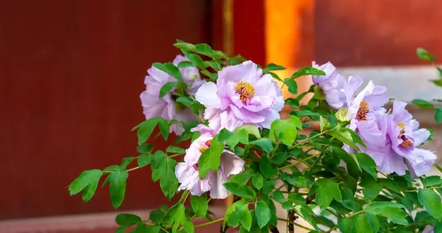 去景山看牡丹，看的不仅仅是花，更是一种生活态度。