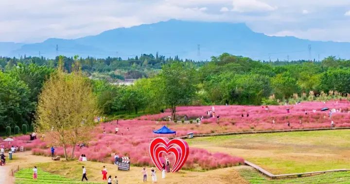 向日葵、万寿菊、芙蓉…成都周边5大花海开了！几乎全免费！