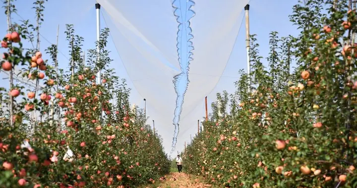苹果采后清园管理很关键，通过彻底清除病源、虫源，改善果园环境