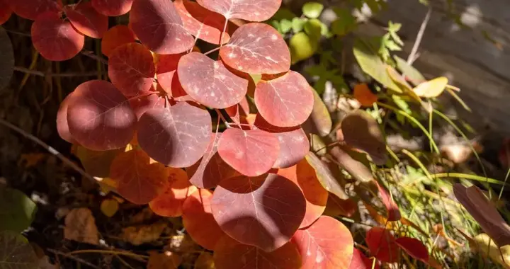 京郊游之坡峰岭