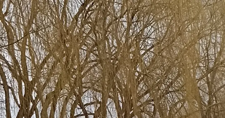 留春令.辽西一派东风谱