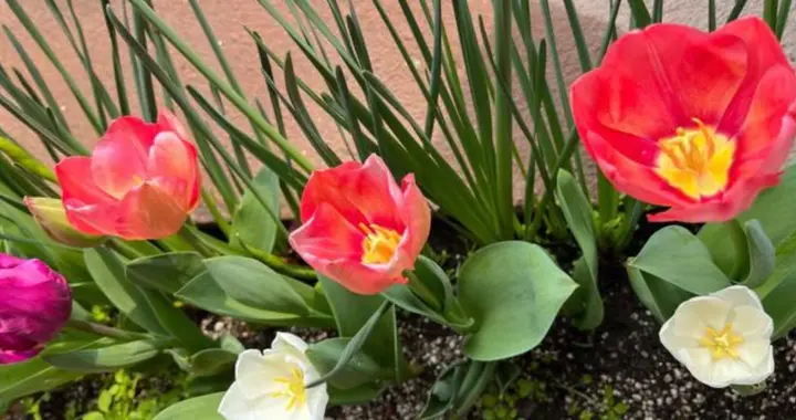 80岁奶奶坦言：老伴走后总算解脱了，没掉过一滴泪