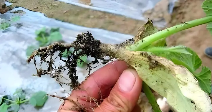 蔬菜根腐病频发，原来是这4个原因在作怪，赶紧检查你是否踩雷