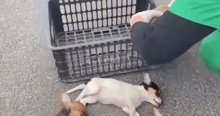 被遗弃的狗狗在路边伤心哭泣，当女子把狗狗带走那一刻，泪...