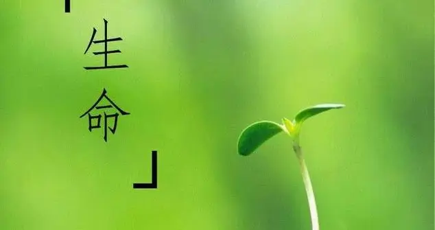 春日缓新：允许生命重新呼吸