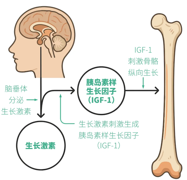 4个方法，让孩子自然分泌更多生长激素，绿色、安全多长5-10厘米