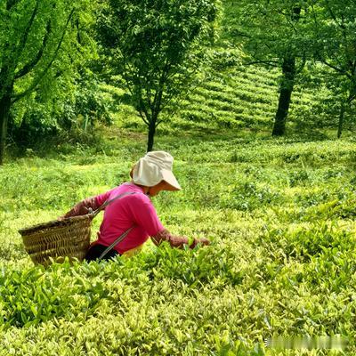 凡的光影世界：重庆