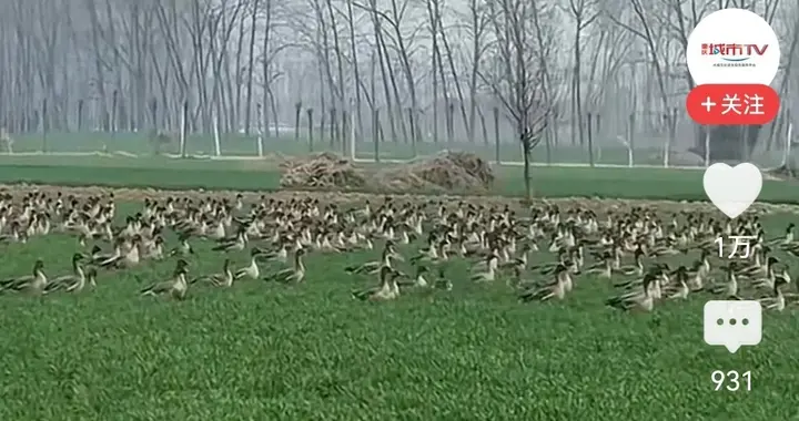 男子麦田遇雁群，走近地上全是蛋，是捡还是不捡？
