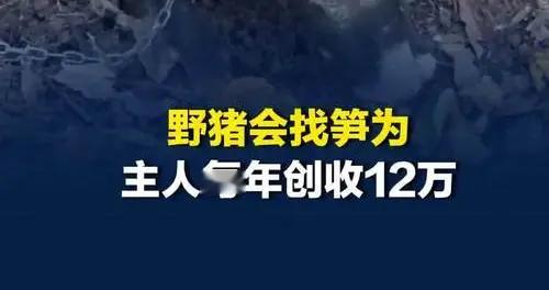 温州“神猪”走红！家养野猪成挖笋雷达，日采百斤笋年入12万