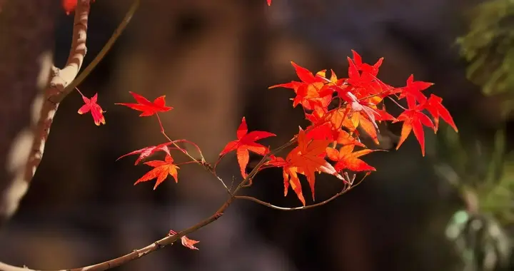 人到暮年趁健康时抓紧处理好5件事，晚年才安心，否则遗憾终生