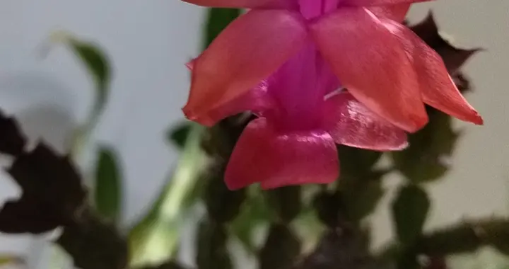 三八女神节之尊贵的你