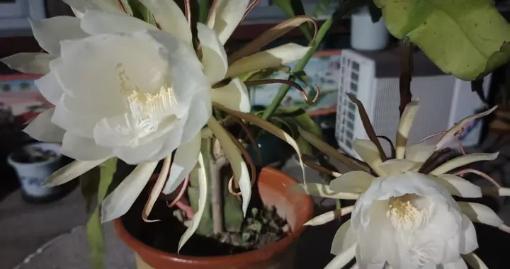 昙花一现为韦陀