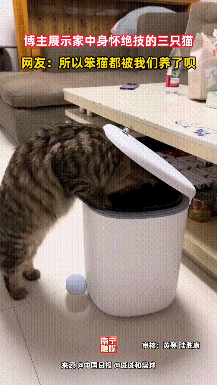 谷军燚順順發發：男子在家里养了3只猫，但