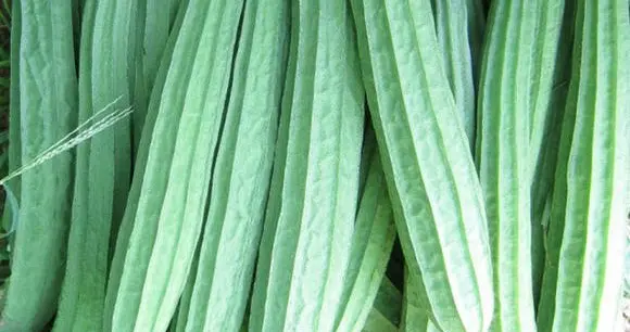 《丝瓜：不但是餐桌美味更是养生良方》