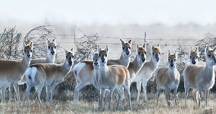 上万只黄羊“偷渡”到我国，在蒙古待着不好吗？为什么跑来内蒙？