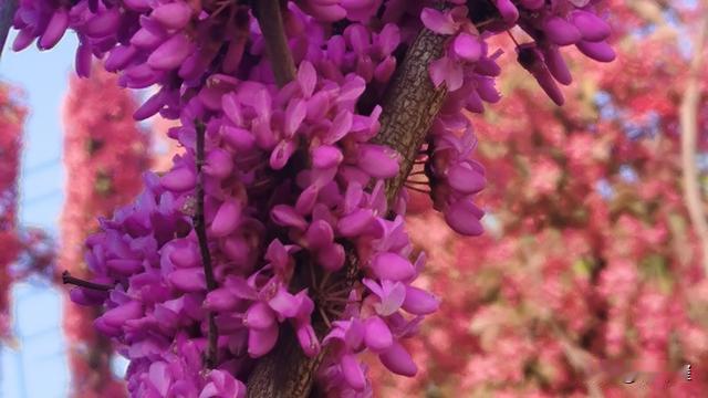 乾坤玺：我头条上有位铁粉，他每天都来为我