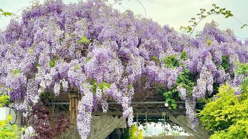 百年树仁千年树理：上联：春风拂槛，一树棠