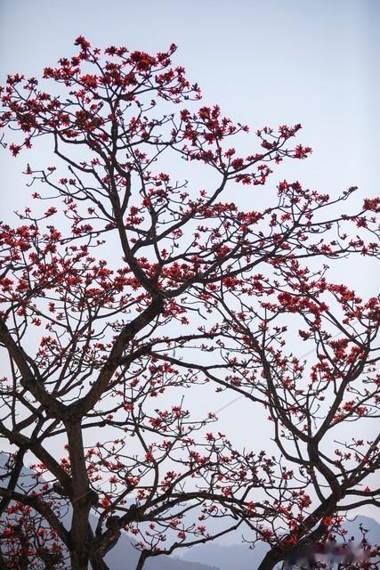 木棉花