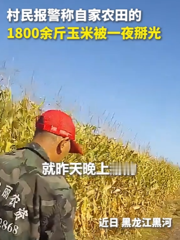“上人民日报了!” 就在黑龙江黑河，一位村民早上起来掰玉米，没想到，自...