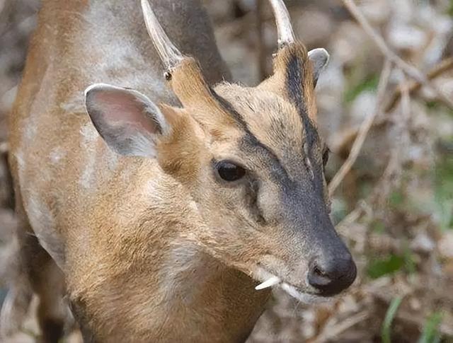 四川凉山出现“黄猄”，麂类中它最大，脑袋像麒麟，还会学狗叫