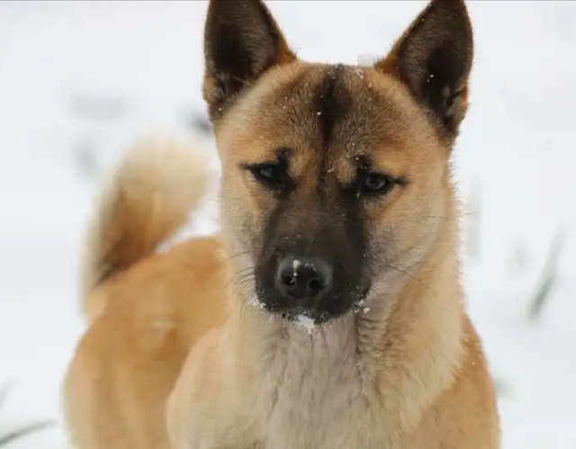 一只日本柴犬能卖16万天价，我国土狗只能白送人，土狗差在哪里？